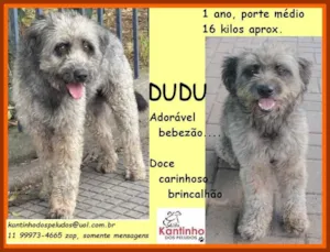 Cachorro raça SRD COM POODLE idade  nome DUDU