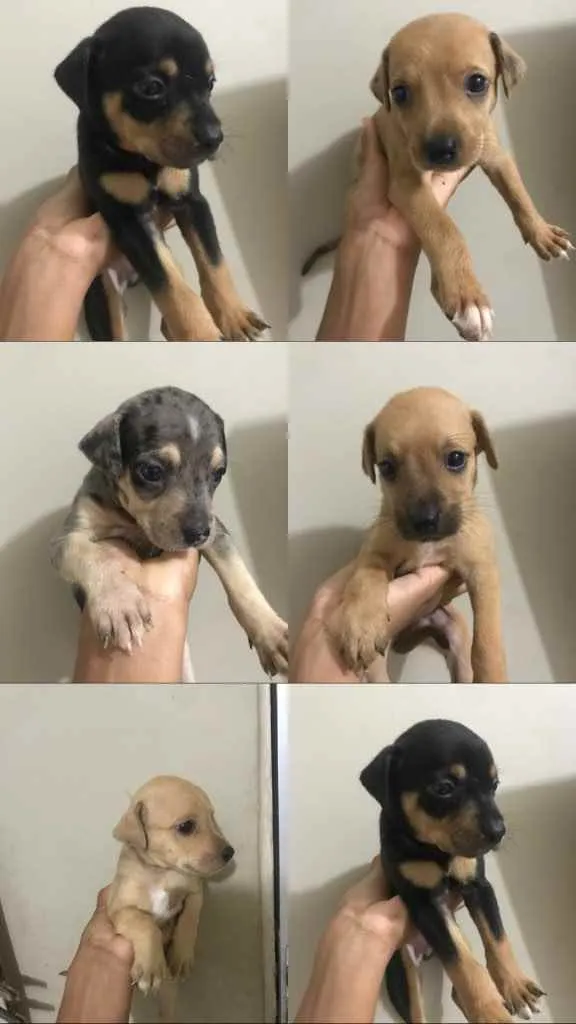 Cachorro raça Vira lata com outra raca n ide idade Abaixo de 2 meses nome Sem nome ainda 