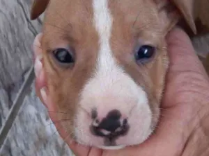Cachorro raça Mestiço  idade 2 a 6 meses nome Luke 