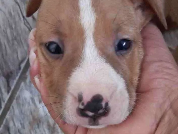 Cachorro ra a Mestiço  idade 2 a 6 meses nome Luke 