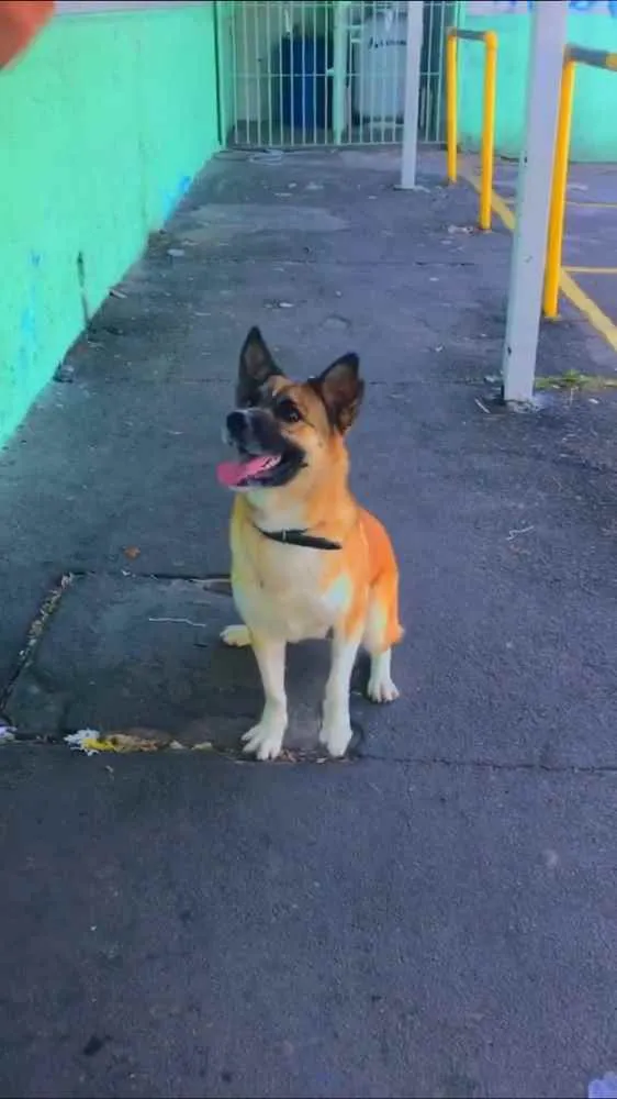 Cachorro ra a Pastor alemão com vira-lata idade 2 anos nome Kaissara 