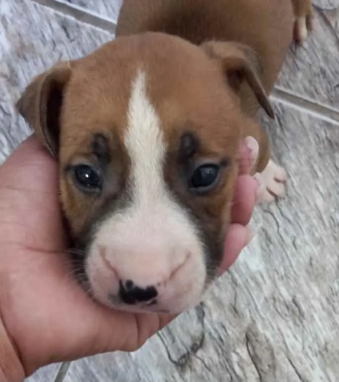 Cachorro ra a Mestiço  idade 2 a 6 meses nome Theo 