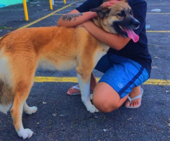 Cachorro ra a Pastor alemão com vira-lata idade 2 anos nome Kaissara 