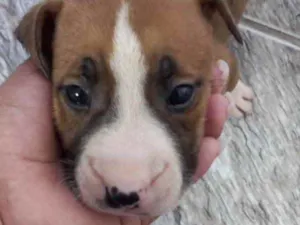 Cachorro raça Mestiço  idade 2 a 6 meses nome Theo 