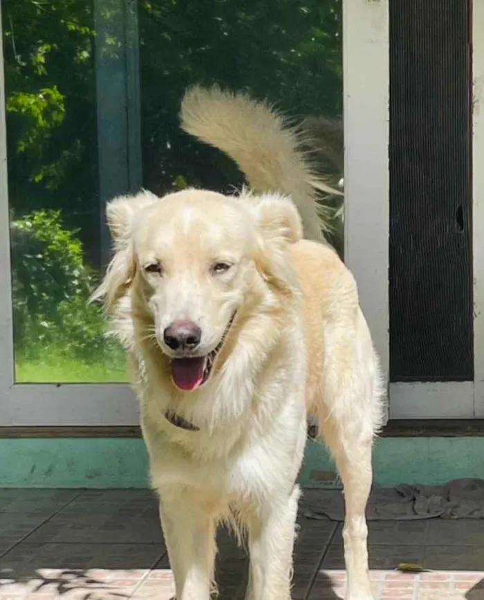 Cachorro ra a  idade 3 anos nome Não sei 