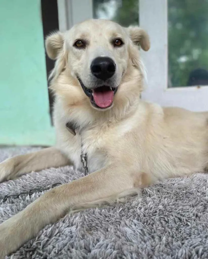 Cachorro ra a  idade 3 anos nome Não sei 