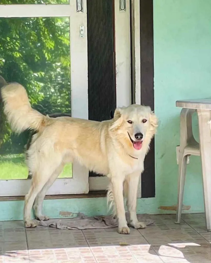 Cachorro ra a  idade 3 anos nome Não sei 