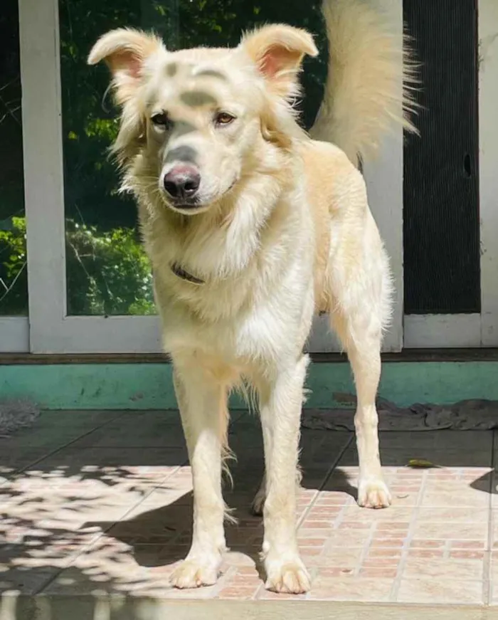 Cachorro ra a  idade 3 anos nome Não sei 