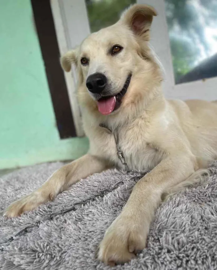 Cachorro ra a  idade 3 anos nome Não sei 