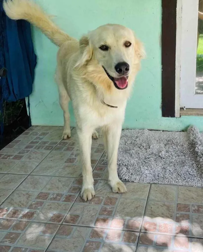 Cachorro ra a  idade 3 anos nome Não sei 