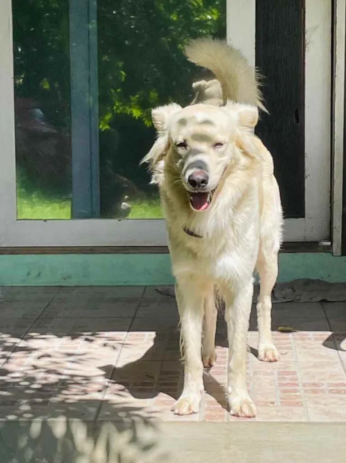 Cachorro ra a  idade 3 anos nome Não sei 