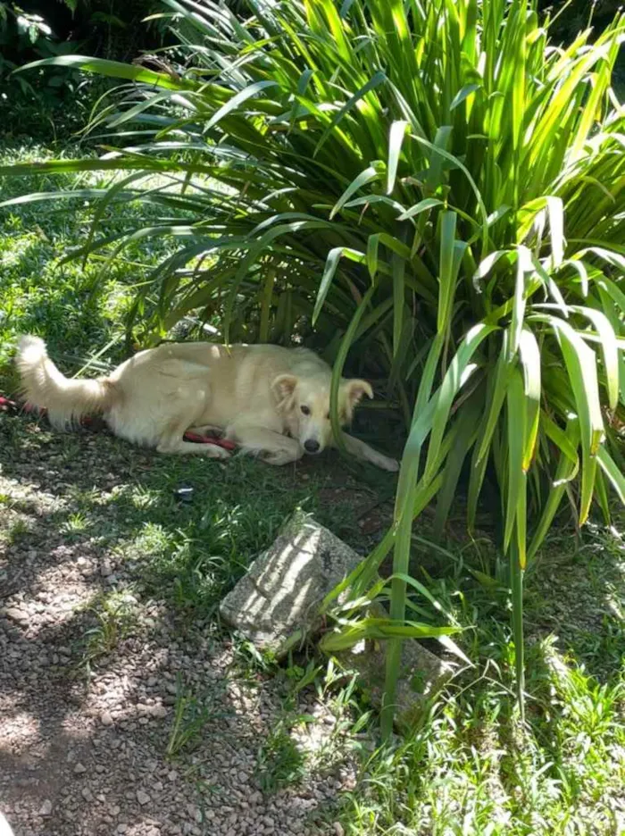 Cachorro ra a  idade 3 anos nome Não sei 