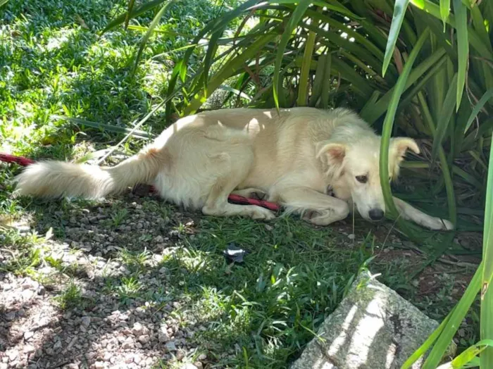 Cachorro ra a  idade 3 anos nome Não sei 