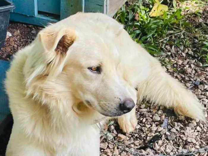 Cachorro ra a  idade 3 anos nome Não sei 