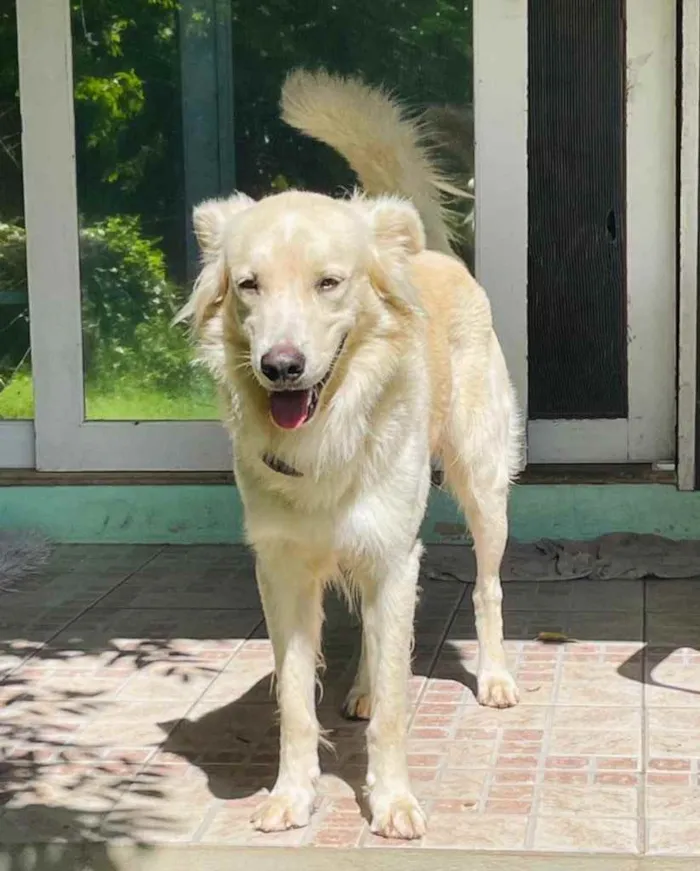 Cachorro ra a  idade 3 anos nome Não sei 