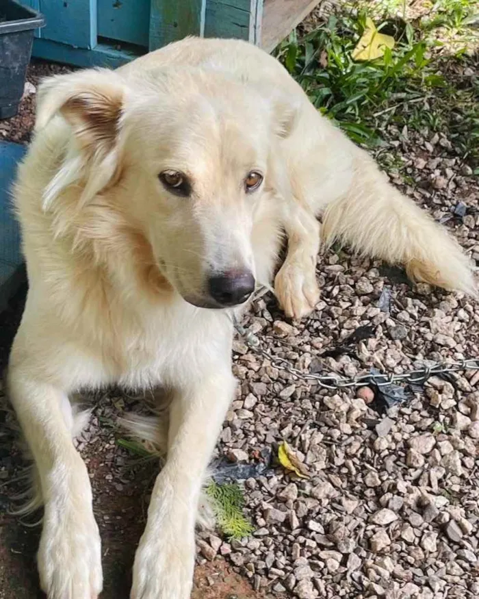 Cachorro ra a  idade 3 anos nome Não sei 