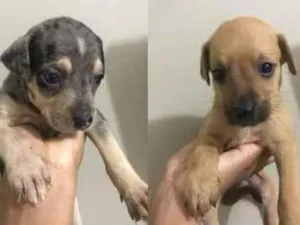 Cachorro raça Vira lata com outra raca n ide idade Abaixo de 2 meses nome Sem nome ainda 