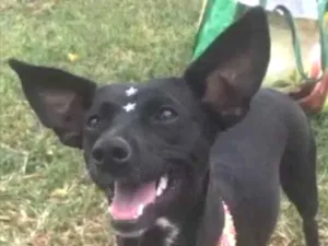 Cachorro raça Mestiça  idade 7 a 11 meses nome Sophia 