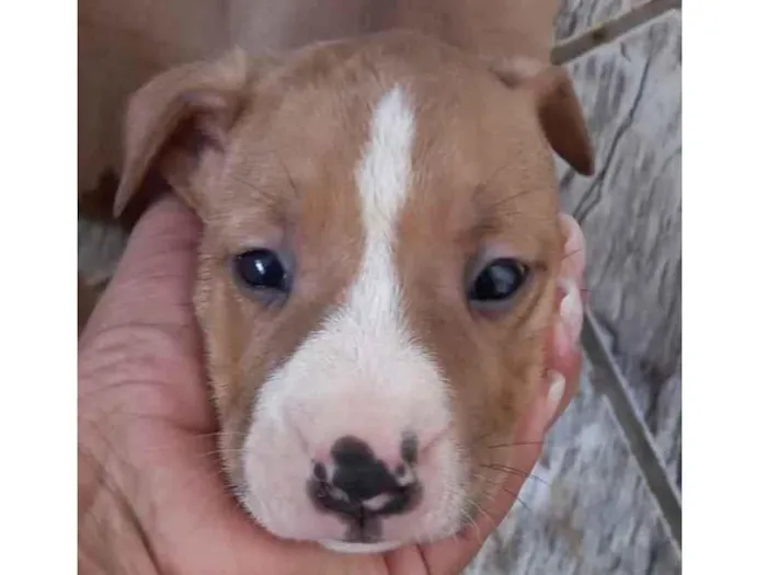 Cachorro ra a Mestiço  idade 2 a 6 meses nome Luke 