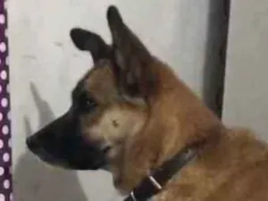 Cachorro raça Pastor alemão com vira-lata idade 2 anos nome Kaissara 