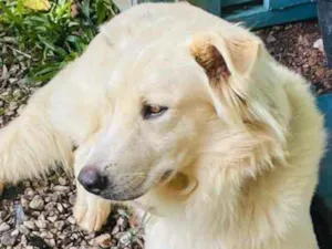 Cachorro raça  idade 3 anos nome Não sei 