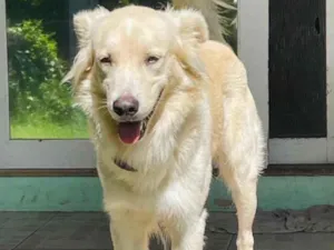 Cachorro raça  idade 3 anos nome Não sei 