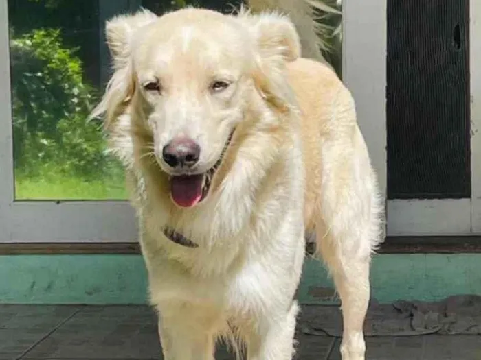 Cachorro ra a  idade 3 anos nome Não sei 