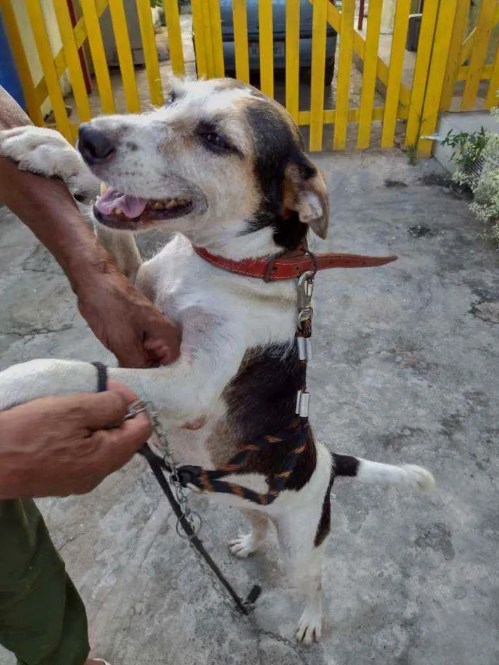 Cachorro ra a Não sei idade 3 anos nome Sem nome