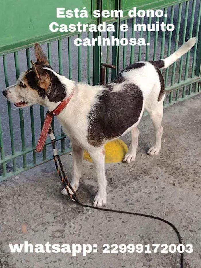 Cachorro ra a Não sei idade 3 anos nome Sem nome