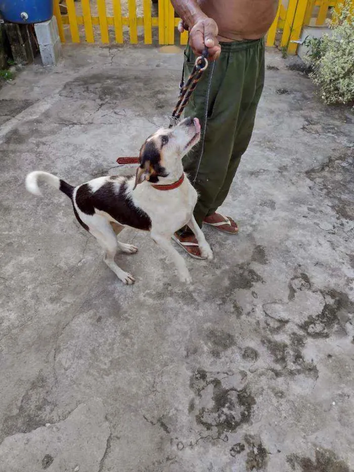 Cachorro ra a Não sei idade 3 anos nome Sem nome