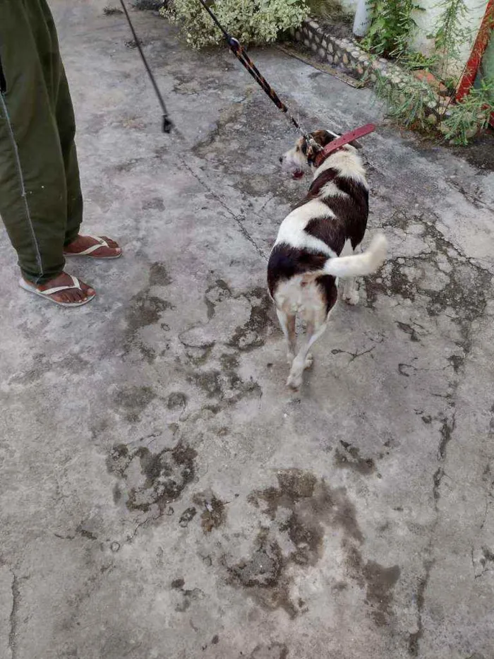 Cachorro ra a Não sei idade 3 anos nome Sem nome