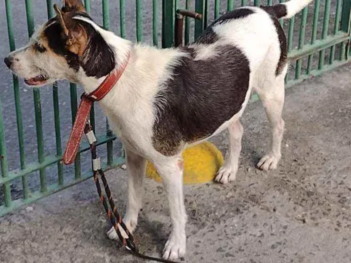 Cachorro ra a Não sei idade 3 anos nome Sem nome