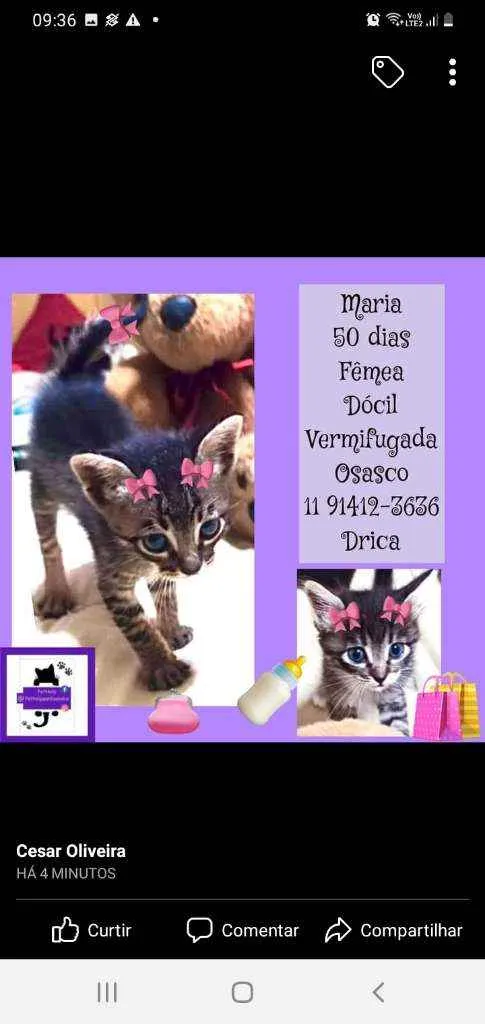 Gato ra a srd idade 2 a 6 meses nome Maria