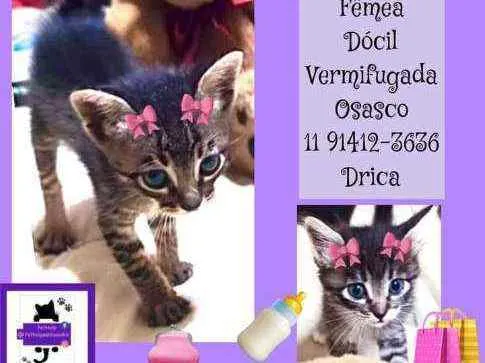 Gato ra a srd idade 2 a 6 meses nome Maria