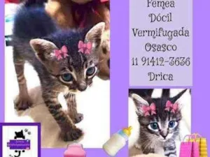Gato raça srd idade 2 a 6 meses nome Maria