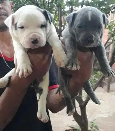 Cachorro ra a Pitbull-Terrier  idade 2 a 6 meses nome Bradock