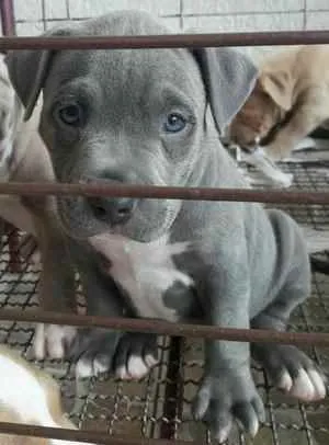 Cachorro ra a Pitbull-Terrier  idade 2 a 6 meses nome Bradock