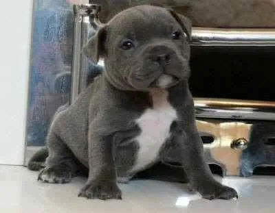 Cachorro ra a Pitbull-Terrier  idade 2 a 6 meses nome Bradock