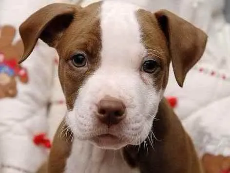 Cachorro ra a Pitbull-Terrier  idade 2 a 6 meses nome Bradock