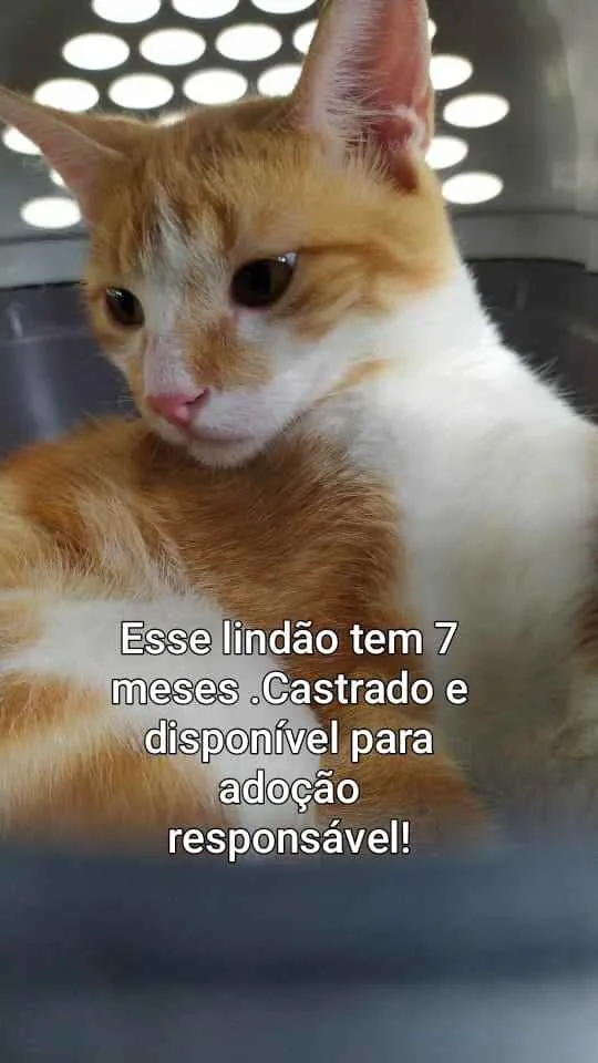 Gato ra a SRD idade 7 a 11 meses nome Melo