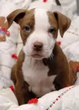 Pitbull terrier