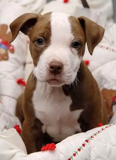 Cachorro ra a Pitbull terrier labrabully idade 2 a 6 meses nome Pitbull terrier