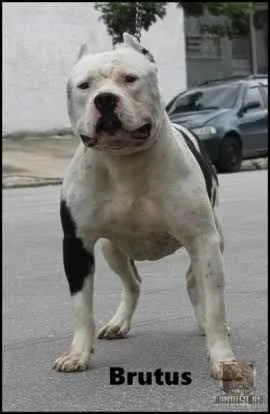 Cachorro ra a Pitbull terrier labrabully idade 2 a 6 meses nome Pitbull terrier