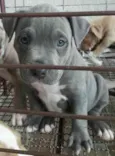Pitbull terrier