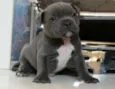 Pitbull terrier