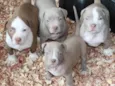 Pitbull terrier