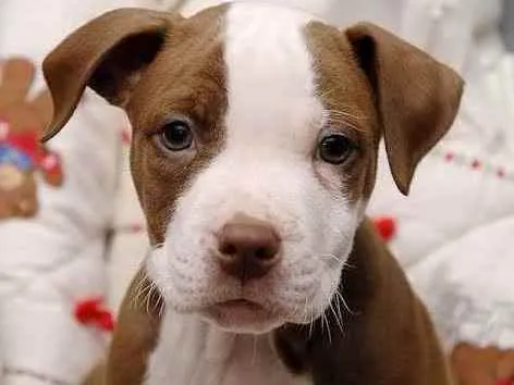 Cachorro ra a Pitbull terrier labrabully idade 2 a 6 meses nome Pitbull terrier