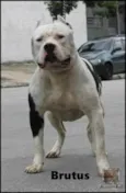Pitbull terrier