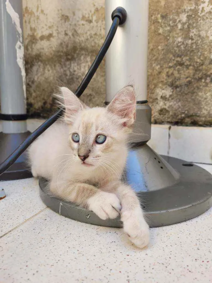 Gato ra a SRD idade 2 a 6 meses nome Sem Nome 