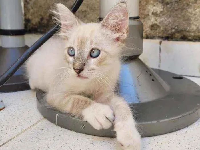 Gato ra a SRD idade 2 a 6 meses nome Sem Nome 